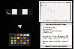 Foto (Objekt + Etiketten) von Goniodromites sp. 